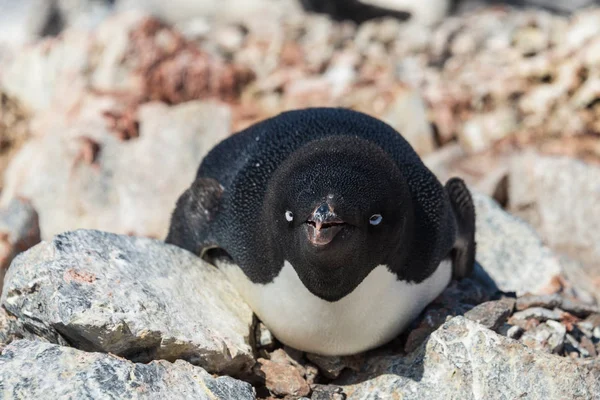 Rei Pinguim Natureza — Fotografia de Stock