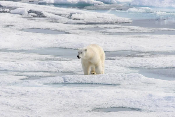 Orso Polare Ursus Maritimus Sul Pack Ice Nord Dell Isola — Foto Stock