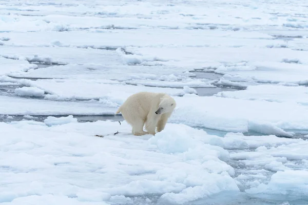 Oso Polar Manada Hielo Norte Spitsbergen — Foto de Stock