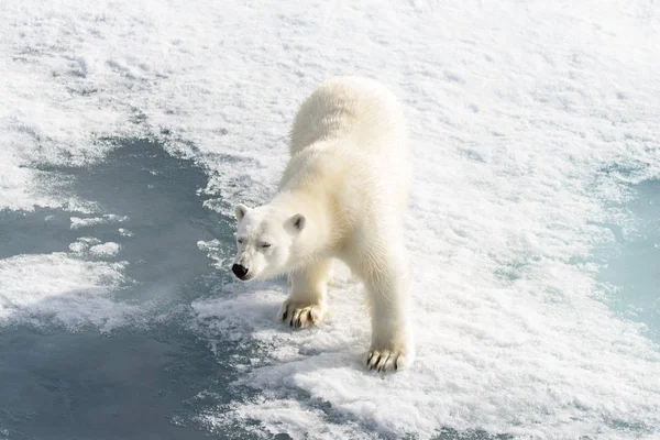 Ours Polaire Ursus Maritimus Sur Banquise Nord Spitsberg — Photo