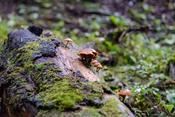 Pilze Wald Nahsicht — Stockfoto