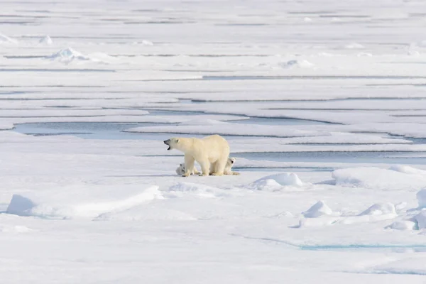 Lední Medvěd Ursus Maritimus Ledě Pack Severně Spitsberg — Stock fotografie