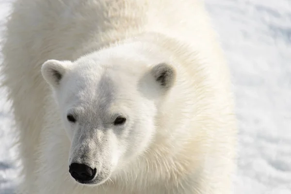 Urso Polar Ursus Maritimus Gelo Pacote Norte Spitsberg — Fotografia de Stock