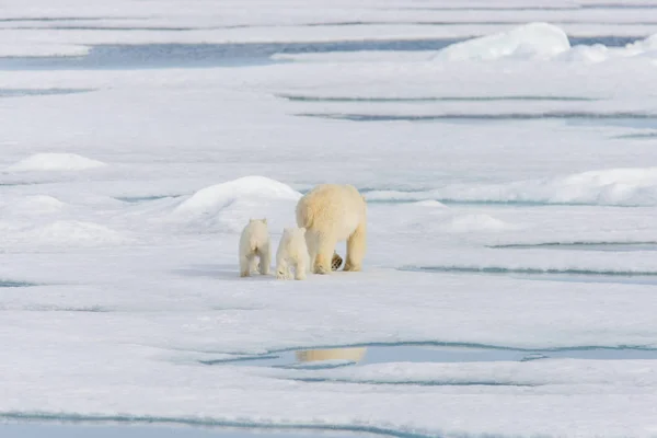 Πολική Αρκούδα Ursus Maritimus Και Δίδυμο Cubs Στον Πάγο Πακέτο — Φωτογραφία Αρχείου