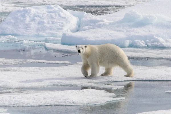 北极熊 Ursus Maritimus 生活在斯匹次卑尔根岛 挪威斯瓦尔巴 斯堪的纳维亚 欧洲北部的冰原上 — 图库照片