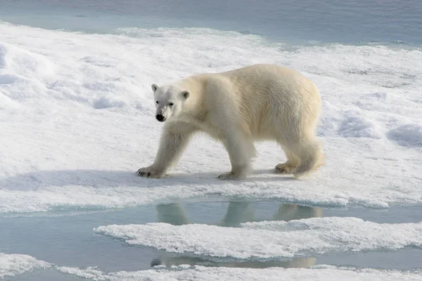 Oso Polar Ursus Maritimus Paquete Hielo Norte Isla Spitsbergen Svalbard — Foto de Stock