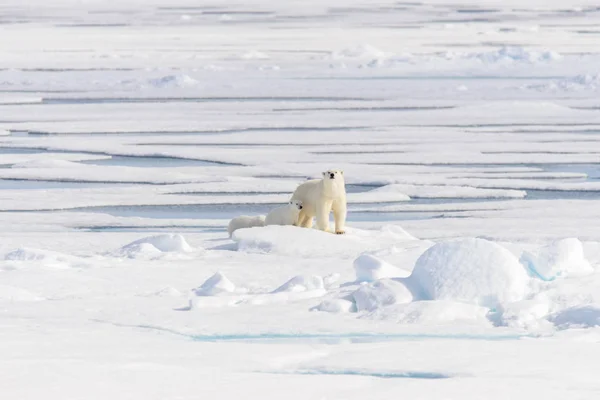 北极熊 熊绕杆菌 Spitsberg 北部浮冰上 — 图库照片