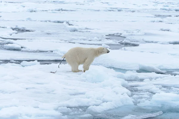 Spitsbergen 얼음에 북극곰 — 스톡 사진