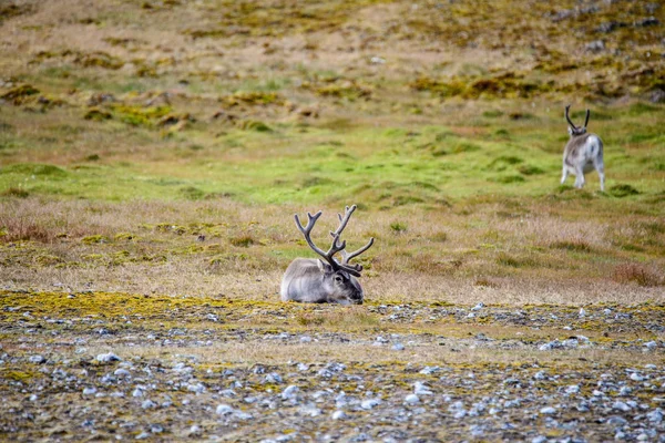 Renifery Svalbard Okresie Letnim — Zdjęcie stockowe