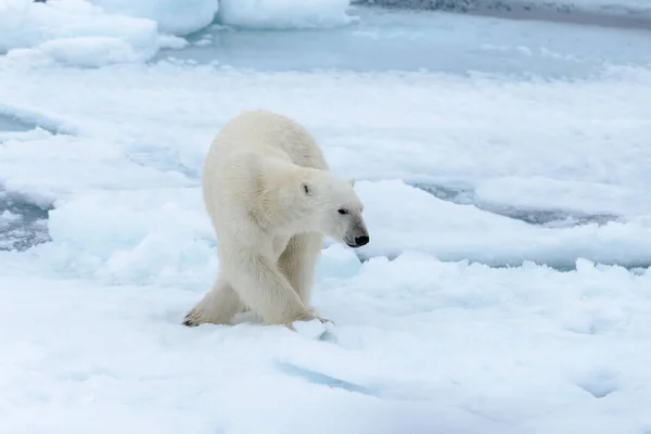 Urso Polar Bolsa Gelo Norte Spitsbergen — Fotografia de Stock