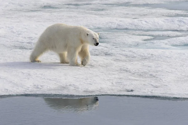 Urso Polar Ursus Maritimus Bloco Gelo Norte Ilha Spitsbergen Svalbard — Fotografia de Stock