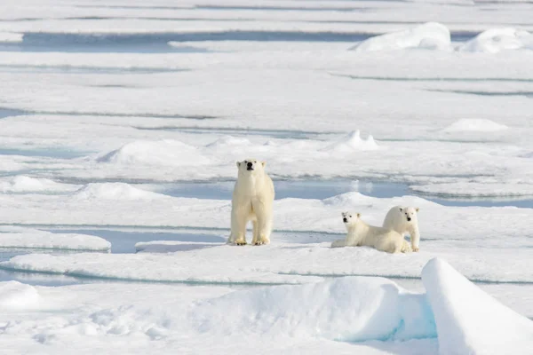 Madre Oso Polar Ursus Maritimus Cachorros Gemelos Paquete Hielo Norte —  Fotos de Stock