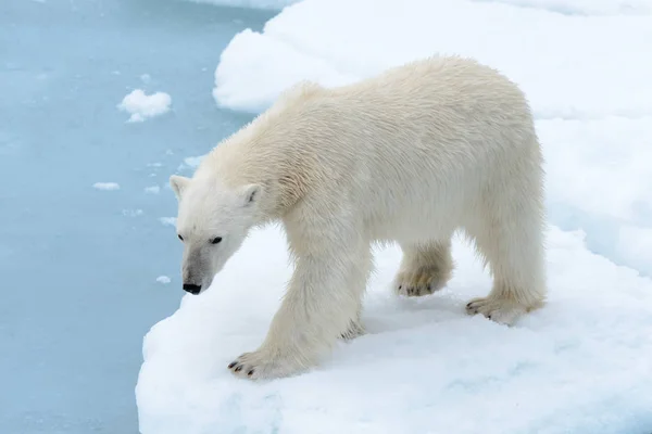 Eisbär Auf Dem Packeis Nördlich Von Spitzbergen — Stockfoto