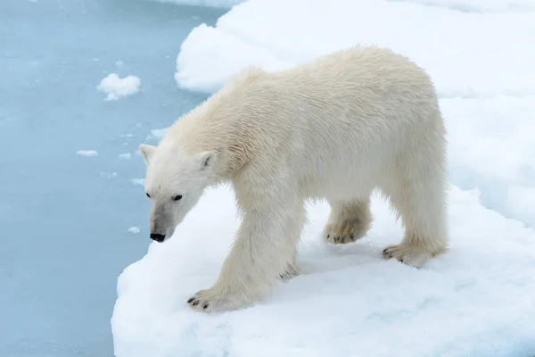 Urso Polar Bolsa Gelo Norte Spitsbergen — Fotografia de Stock