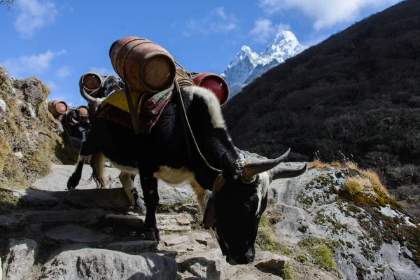 Yak Montagne Népal — Photo