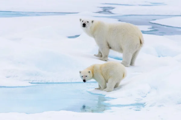 Urso Polar Ursus Maritimus Mãe Filhote Gelo Pacote Norte Svalbard — Fotografia de Stock