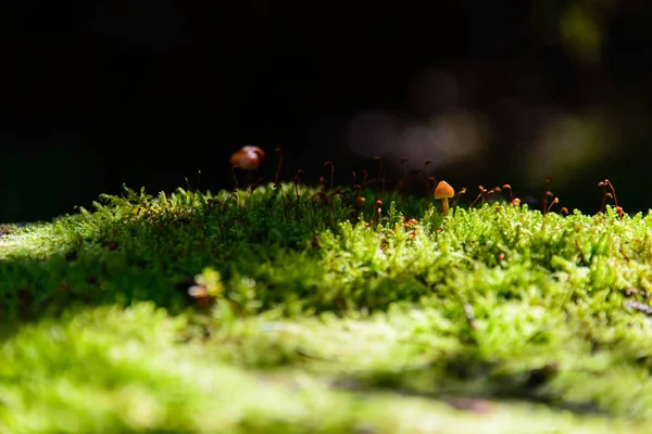 Baumstumpf Mit Moos Und Pilzen — Stockfoto