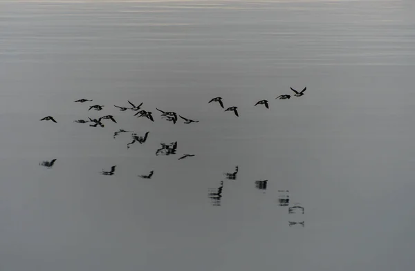 Las Aves Migratorias Acuden Volando Sobre Frío Agua Antártica — Foto de Stock