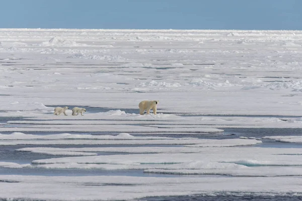 Matka Niedźwiedź Polarny Ursus Maritimus Typu Twin Szczeniaki Lodzie Północ — Zdjęcie stockowe