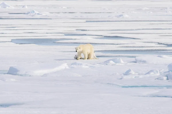 Orso Polare Ursus Maritimus Sul Pack Ghiaccio Nord Spitsberg — Foto Stock