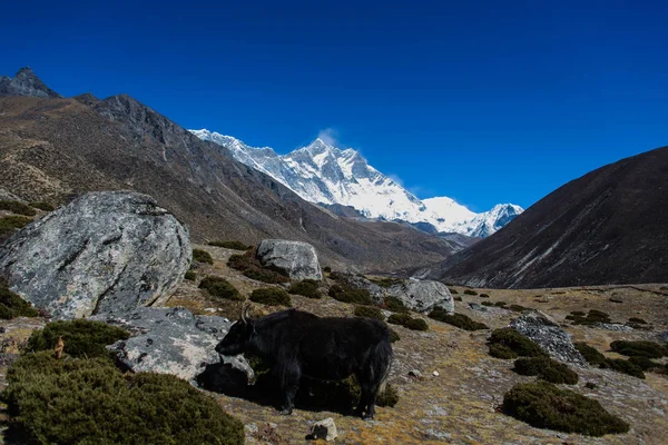 Yak Montaña Nepal — Foto de Stock