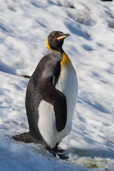 Βασιλικοί Πιγκουίνοι Φύση — Φωτογραφία Αρχείου