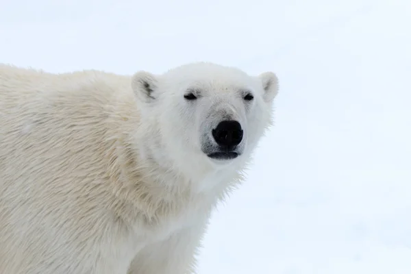 Polar Bear Pack Ice North Spitsbergen — Stock Photo, Image