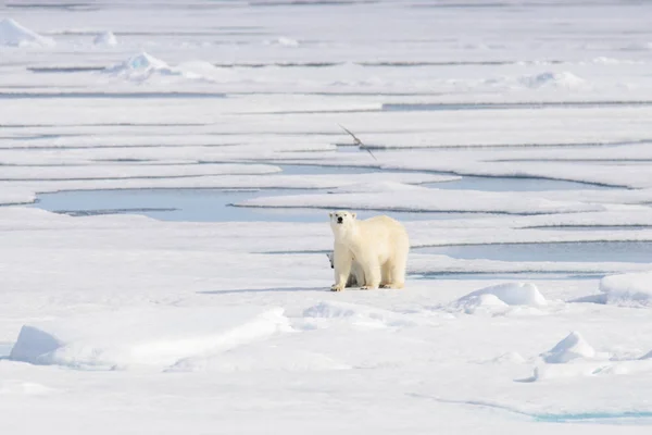 Urso Polar Ursus Maritimus Gelo Pacote Norte Spitsberg — Fotografia de Stock