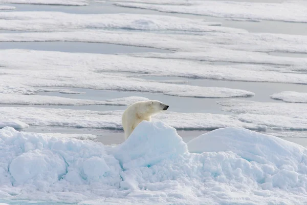 Orso Polare Ursus Maritimus Sul Pack Ghiaccio Nord Spitsberg — Foto Stock