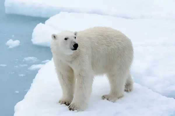 Urso Polar Bolsa Gelo Norte Spitsbergen — Fotografia de Stock