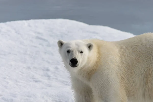 Urso Polar Ursus Maritimus Gelo Pacote Norte Spitsberg — Fotografia de Stock