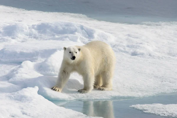 Πολική Αρκούδα Ursus Maritimus Στην Παγοκύστη Βόρεια Του Νησιού Spitsbergen — Φωτογραφία Αρχείου