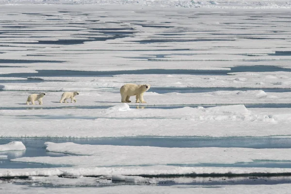 Madre Dell Orso Polare Ursus Maritimus Cuccioli Gemelli Sul Pack — Foto Stock