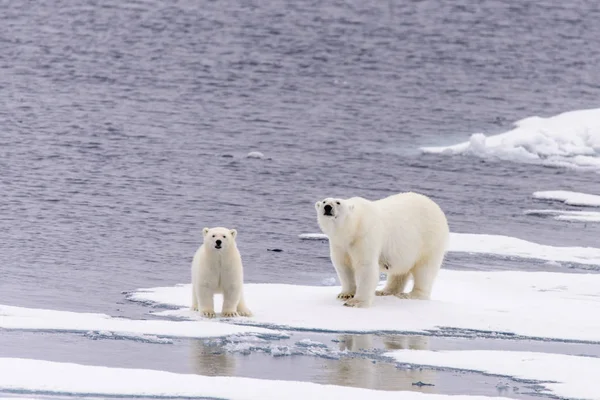 Orso Polare Ursus Maritimus Madre Cucciolo Sul Pack Ice Nord — Foto Stock