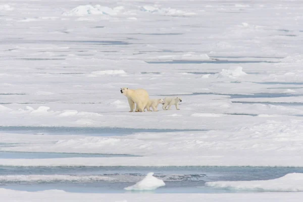 Madre Dell Orso Polare Ursus Maritimus Cuccioli Gemelli Sul Pack — Foto Stock