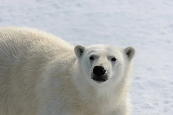Eisbär Ursus Maritimus Auf Dem Packeis Nördlich Von Spitzberg — Stockfoto