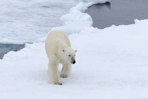 Kutup Ayısı Kuzey Spitsbergen Pack Buzda — Stok fotoğraf