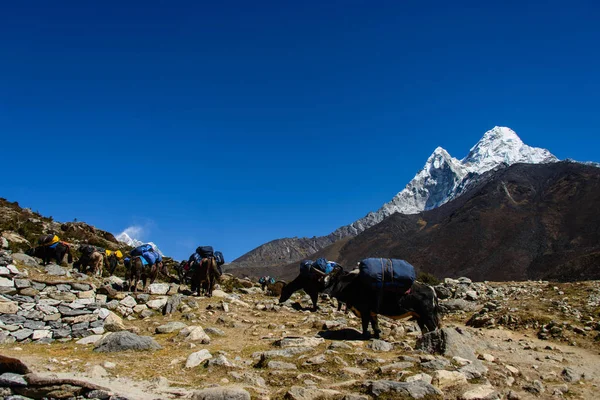 Yak Montaña Nepal — Foto de Stock