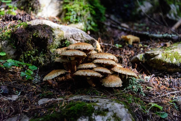 Pilze Wald Nahsicht — Stockfoto