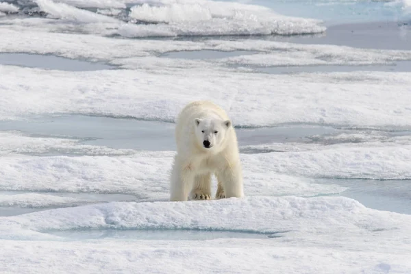 北极熊 Ursus Maritimus 生活在斯匹次卑尔根岛 挪威斯瓦尔巴 斯堪的纳维亚 欧洲北部的冰原上 — 图库照片