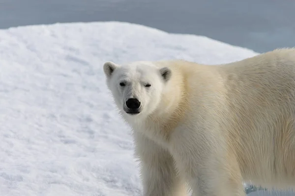 Oso Polar Ursus Maritimus Manada Hielo Norte Spitsberg —  Fotos de Stock