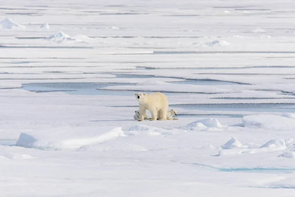 Orso Polare Ursus Maritimus Sul Pack Ghiaccio Nord Spitsberg — Foto Stock