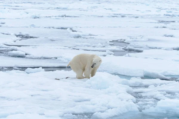 Orso Polare Sul Pack Ghiaccio Nord Spitsbergen — Foto Stock