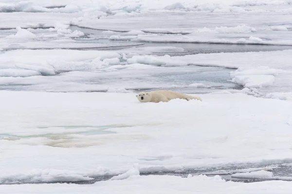 Urso Polar Bolsa Gelo Norte Spitsbergen — Fotografia de Stock