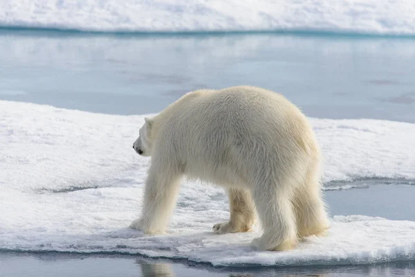 Urso Polar Ursus Maritimus Gelo Pacote Norte Spitsberg — Fotografia de Stock