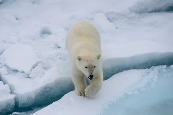 Urso Polar Ursus Maritimus Filhote Gelo Pacote Norte Svalbard Arctic — Fotografia de Stock