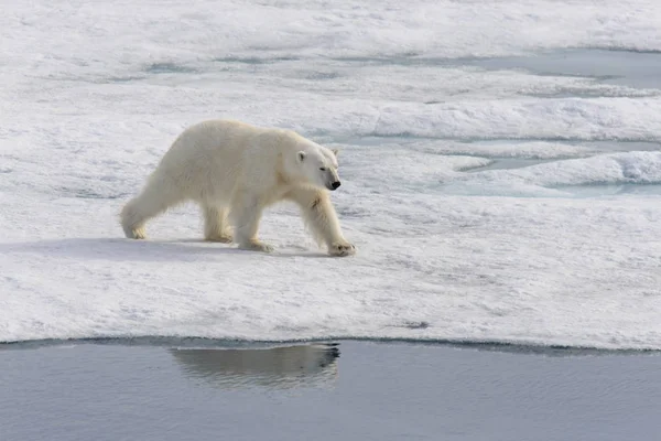 Isbjörn Ursus Maritimus Packisen Norr Spitsbergen Island Svalbard Norge Skandinavien — Stockfoto