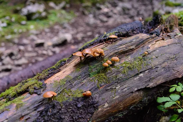 Cogumelos Floresta Vista Perto — Fotografia de Stock