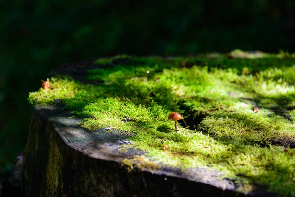 Baumstumpf Mit Moos Und Pilzen — Stockfoto