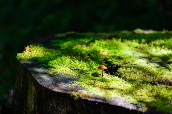 Toco Com Musgo Cogumelos — Fotografia de Stock